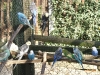 thumbs tiere und buffet 039 Biergarten