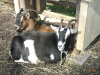 thumbs tiere und buffet 043 Biergarten